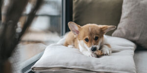Comment réaliser un tapis confortable pour votre chien ?